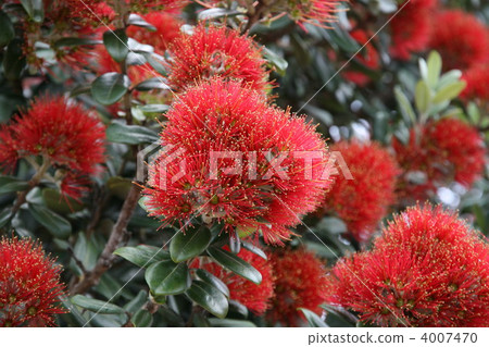 New Zealand's Christmas tree 4007470