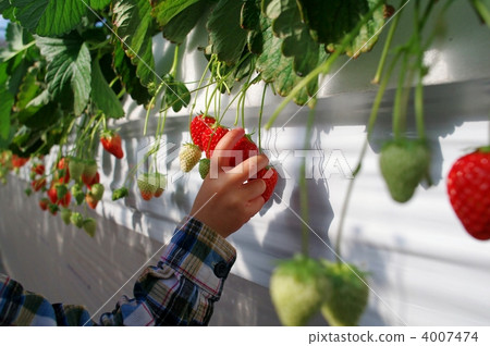 Strawberry field Strawberry field 4007474
