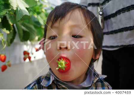 草莓採摘 4007489