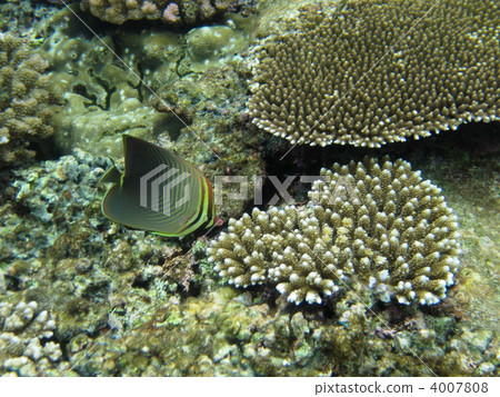 Mikado butterfly Mikado butterfly 4007808