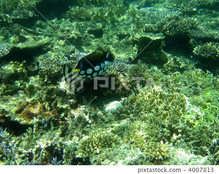 Mongara Kawahagi 4007813