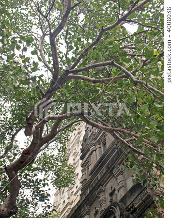 印度,菩提迦耶,大東大廈和菩提樹 印度,菩提迦耶,大東大廈和菩提樹 4008038