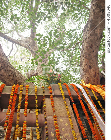 Bodied tree of India · Boddgaya · Bodhi temple (Mahabodi temple) Bodied tree of India · Boddgaya · Bodhi temple (Mahabodi temple) 4008040
