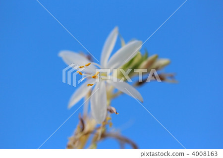 Orizururan的花朵 4008163