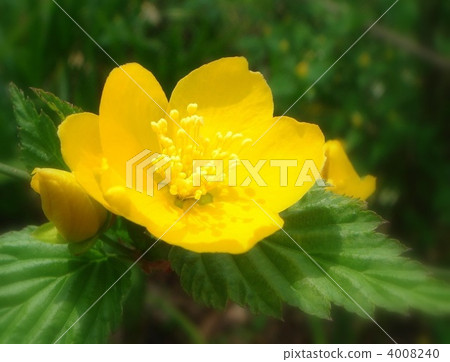 Single Yamaboki (Yellow) Single Yamaboki (Yellow) 4008240