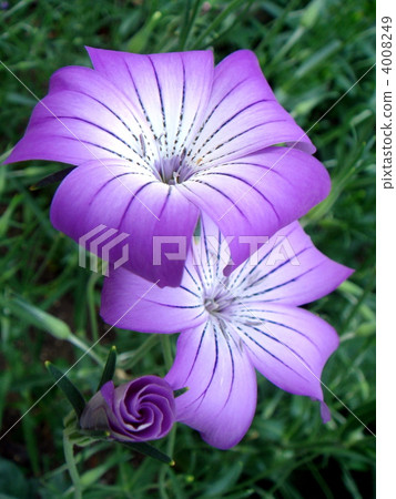 Agurosutenma 4008249