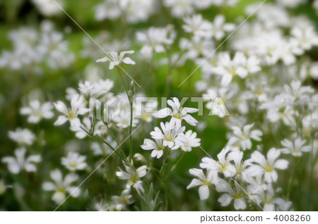 Ceras密友(夏天的雪) Ceras密友(夏天的雪) 4008260