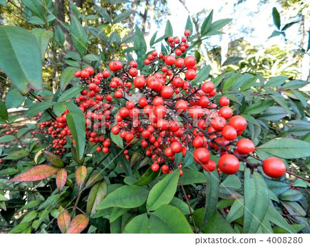 南天（南天） 4008280