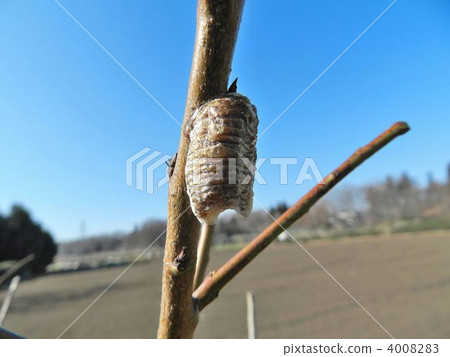 蛤蟆的蛋鞘（覆盆子） 4008283