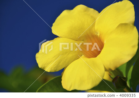 Yellow big flowers in Okinawa · Ariake Kazura and blue sky 4009335
