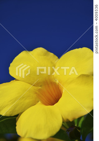 Yellow big flowers in Okinawa · Ariake Kazura and blue sky 4009336
