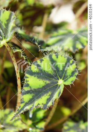 deep green color, green leaves, foliage plant 4010144