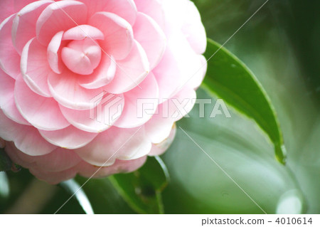 Camellia Camellia 4010614