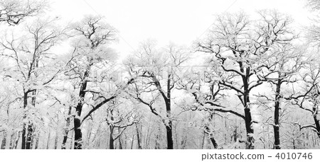 snowy trees 4010746