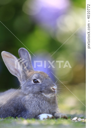 一隻兔子 4010772