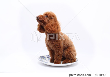 toy poodle toy poodle 4010908