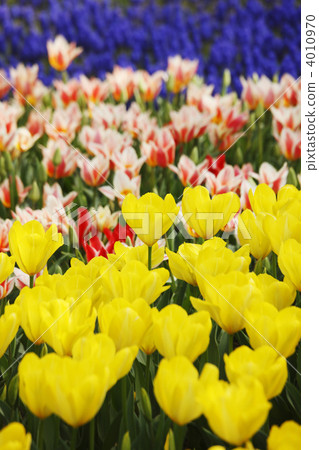 鬱金香領域 4010970