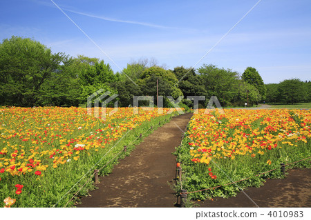 Poppy's flower garden 4010983