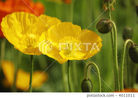 Poppy's flower garden 4011011