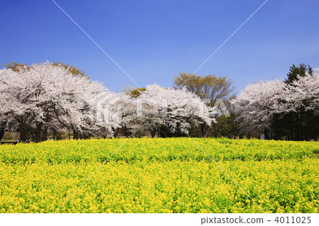 Rape flower field and cherry tree Rape flower field and cherry tree 4011025