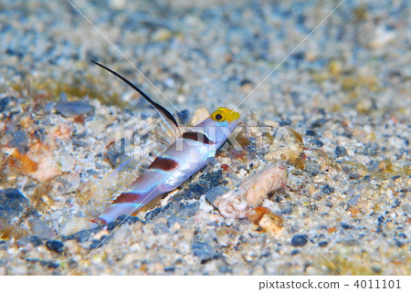 蝦虎魚 4011101