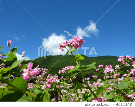 紅蕎麥麵 4011148