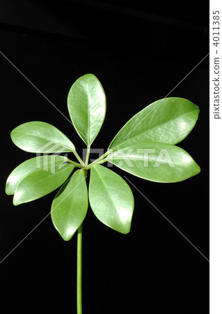 schefflera forst, green leaf, foliage plant 4011385