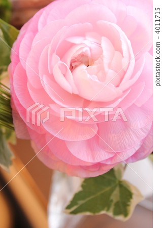 毛茛屬/粉紅色 毛茛屬/粉紅色 4011715