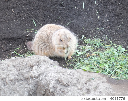 Prairie dog's meal Prairie dog's meal 4011776