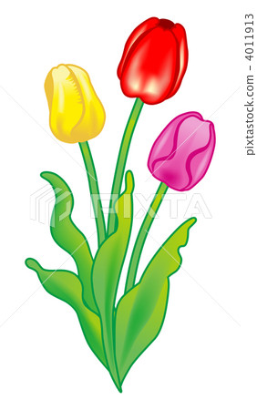 鬱金香 4011913