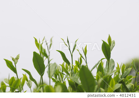 茶、新芽、茶園、茶葉、茶樹 茶、新芽、茶園、茶葉、茶樹 4012431