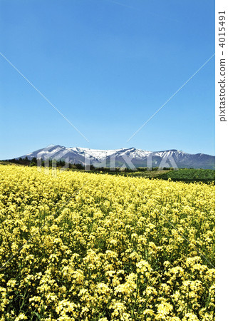 油菜田和南方王國 油菜田和南方王國 4015491