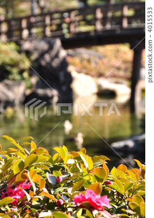 Saturna在一個池塘在天鵝庭院裡在冬天 4015533