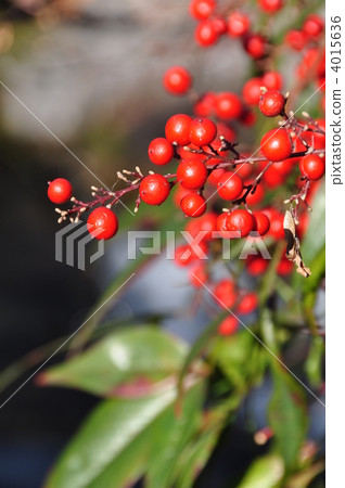 冬天天鵝庭院Nanten果子 4015636