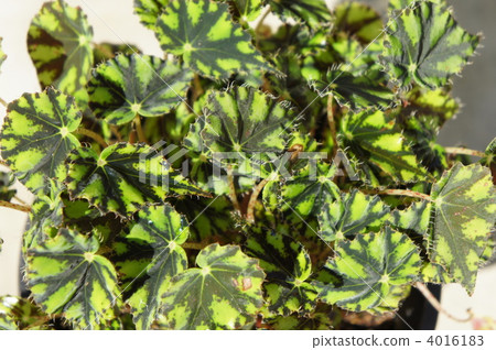 綠葉 克利奧帕特拉 深綠色 4016183