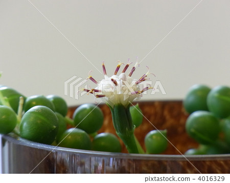 綠項鍊 多肉植物 室內盆栽 4016329