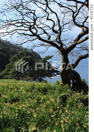 越前海岸和黃水仙領域 越前海岸和黃水仙領域 4016724