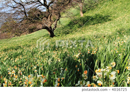Echizen coast and daffodils field Echizen coast and daffodils field 4016725