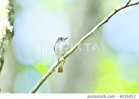 灰鶲 灰鶲 4016852