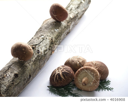 香菇和原木 4016908