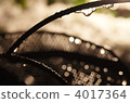 開始融化的雪花在路燈照亮下閃閃發光 4017364