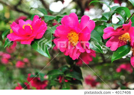 muku tree, alphanate oriental elm, bloom 4017406