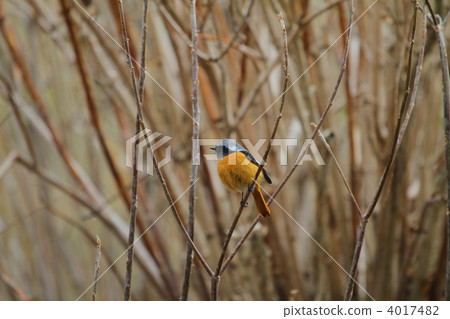 黃尾鴝 黃尾鴝 4017482