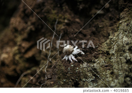 福克斯茶包 福克斯茶包 4019885