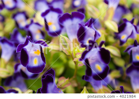 Torenia Torenia 4021984