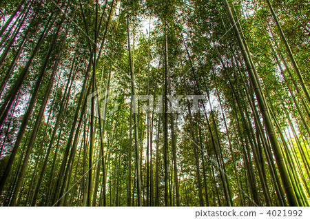 在京都的竹林 在京都的竹林 4021992