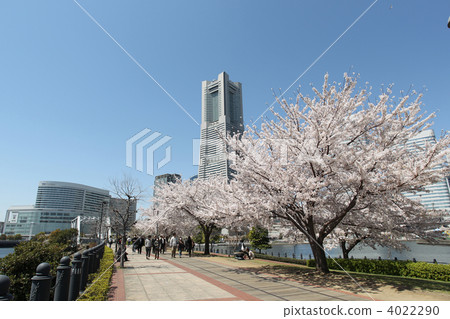 櫻花和地標塔 櫻花和地標塔 4022290