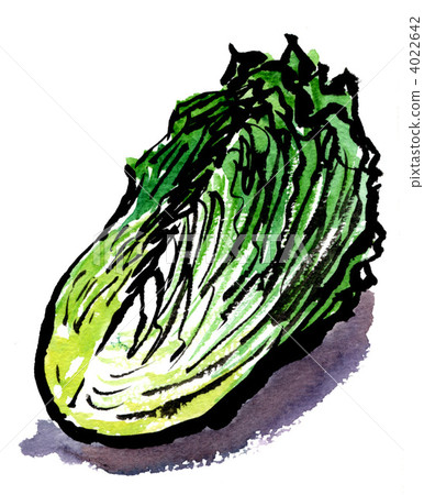 像一封用畫寫成的信 大白菜 illustration 4022642
