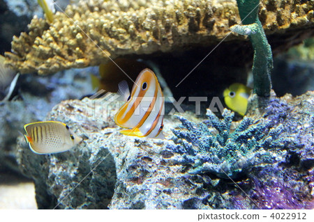 Hassinaga butterfly Hassinaga butterfly 4022912
