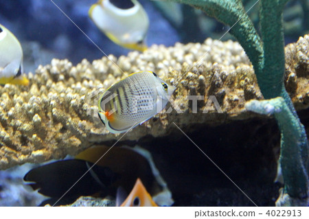 Misoree butterfly Misoree butterfly 4022913